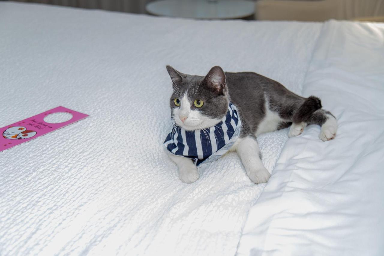 Radisson Rio De Janeiro Barra Hotel Eksteriør billede A cat wearing a buster collar